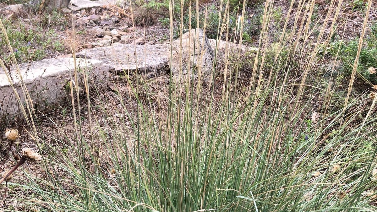A tall clump of Lindheimer muhly grass