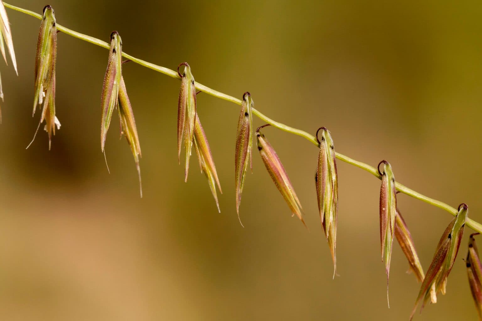Sideoats grama spikelets hanging along one side of the stem