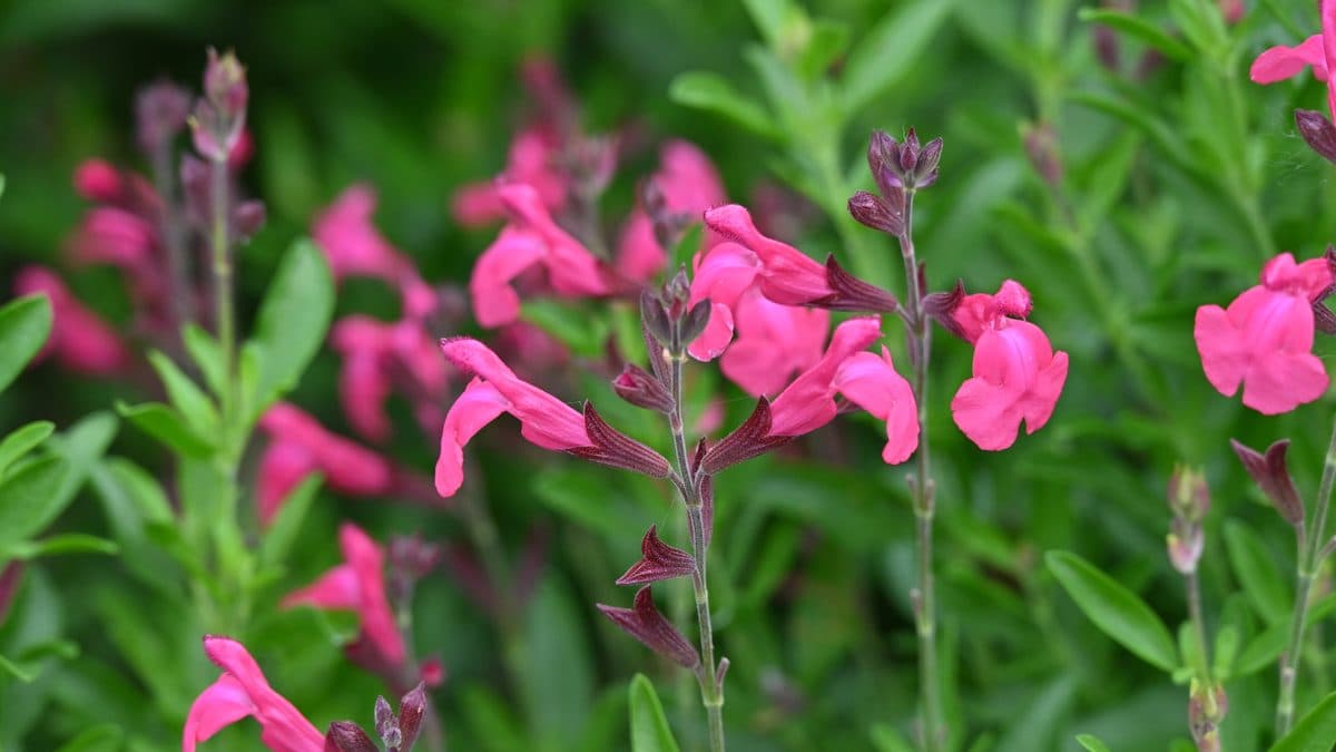 A cluster of magenta-pink Autumn Sage flowers on green foliage