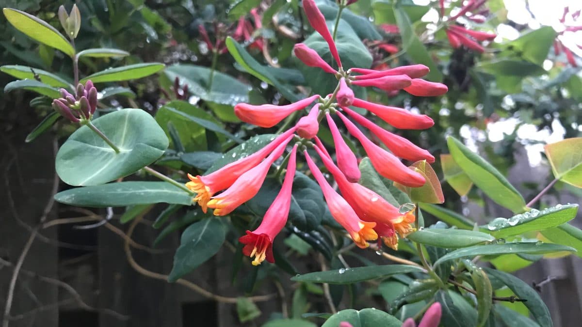 Clusters of tubular red flowers with yellow throats on a Coral Honeysuckle vine among green leaves