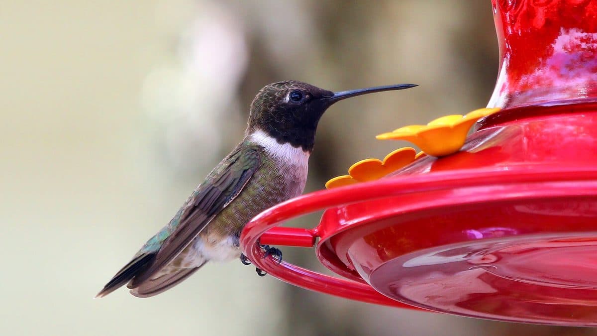 A hummingbird with a dark throat and white collar perched at the red rim of a sugar-water feeder
