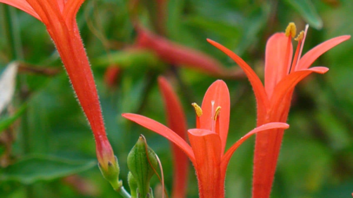 Clusters of narrow orange-red tubular flowers on a Flame Acanthus shrub