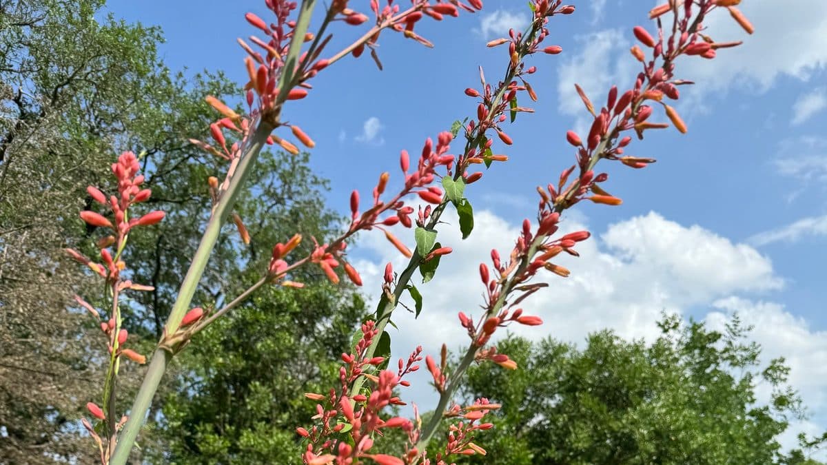 Tall coral-pink Red Yucca flower stalks rising above blue-green evergreen foliage against a blue sky