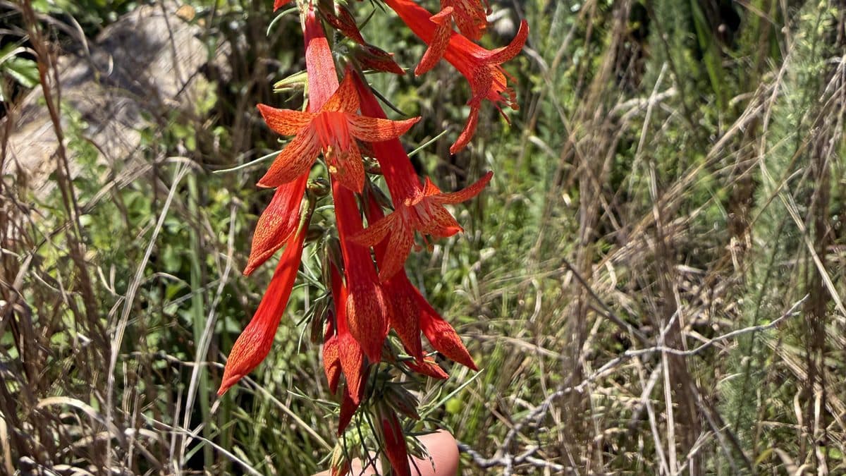 A tall Standing Cypress flower spike covered in small red star-shaped blooms