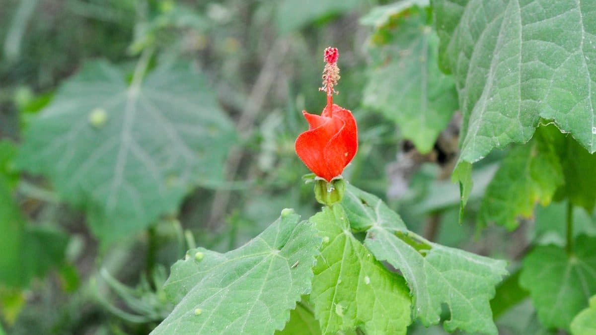 A single twisted red Turk's Cap flower emerging above broad green leaves