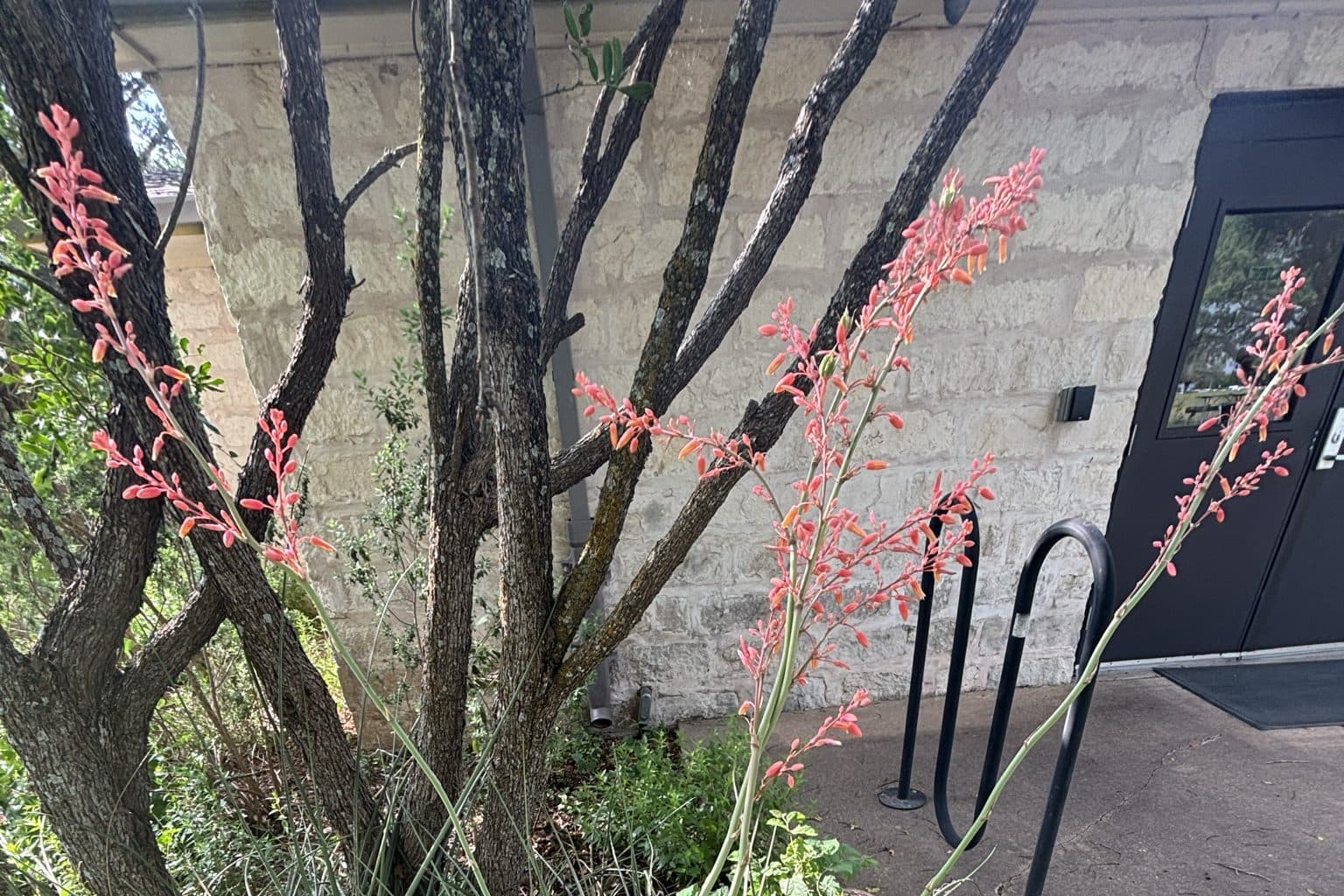 Red yucca flower stalks with coral-pink blooms in a planting beside a building