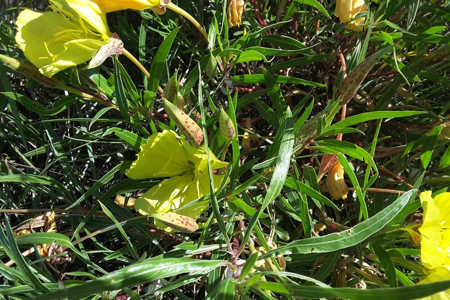 Yellow Missouri evening primrose flowers among narrow leaves