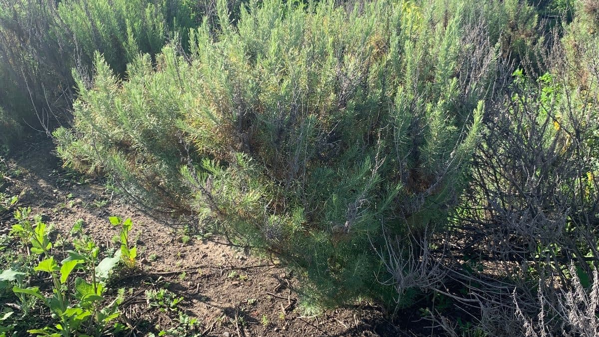 Silvery California sagebrush foliage