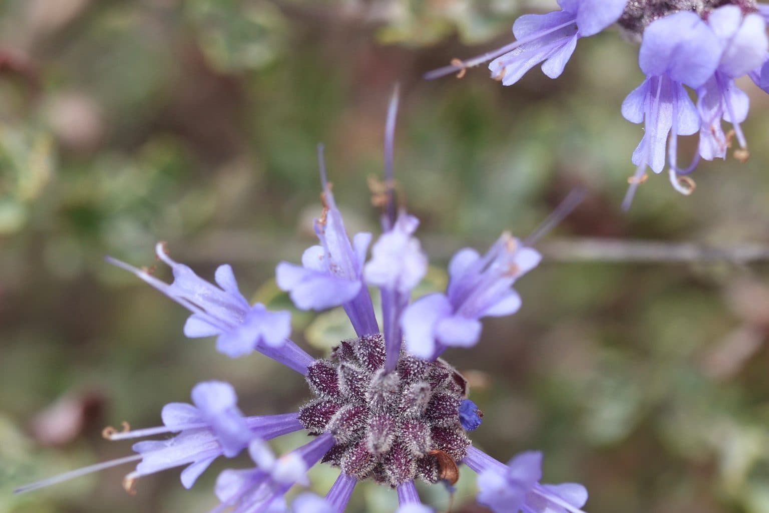 A whorl of lavender Cleveland sage flowers