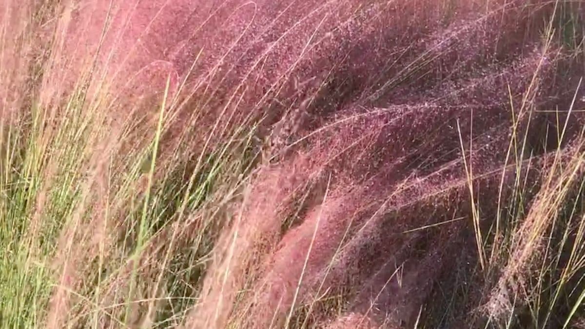 A close view of pink gulf muhly plumes