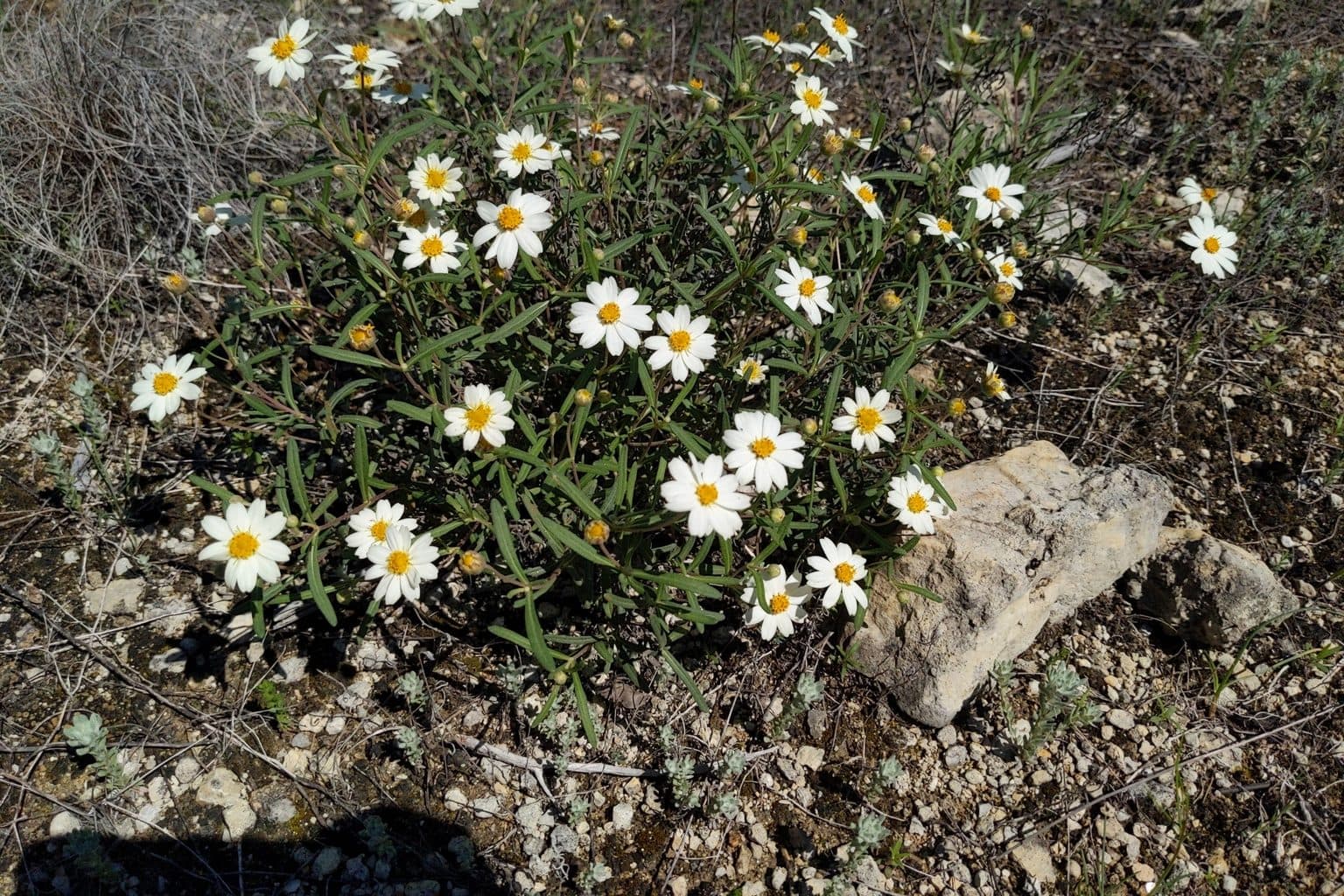 A mound of blackfoot daisy with white flowers on rocky ground