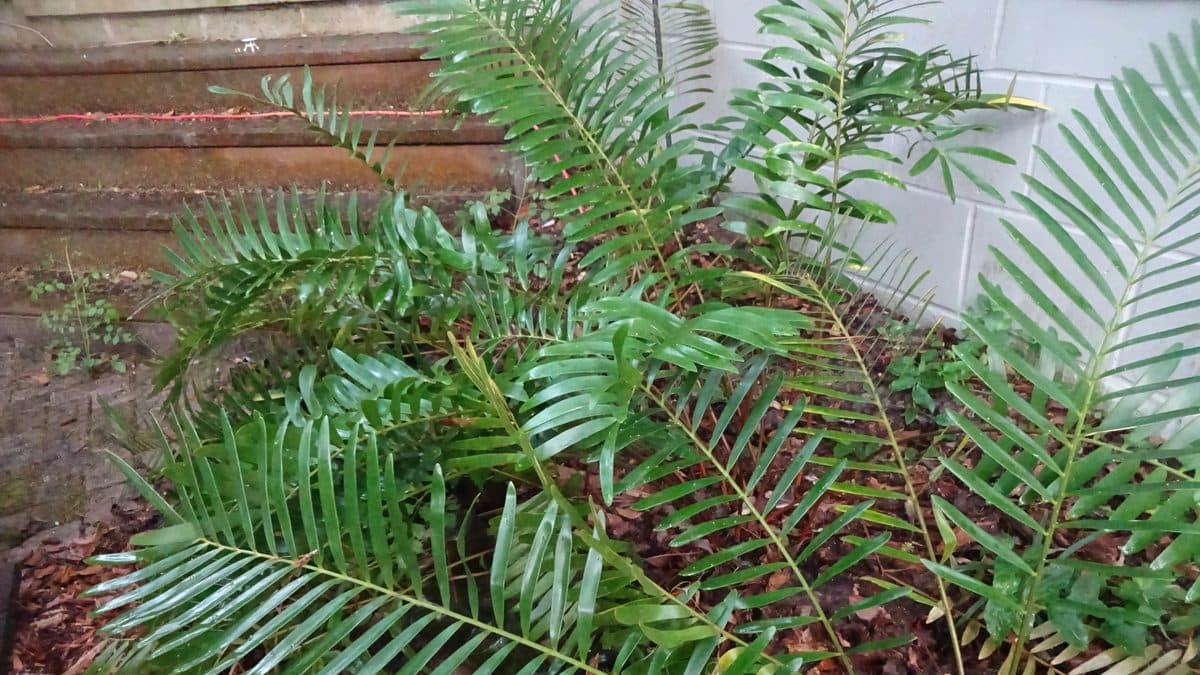 A coontie with stiff fern-like fronds in a mulched bed