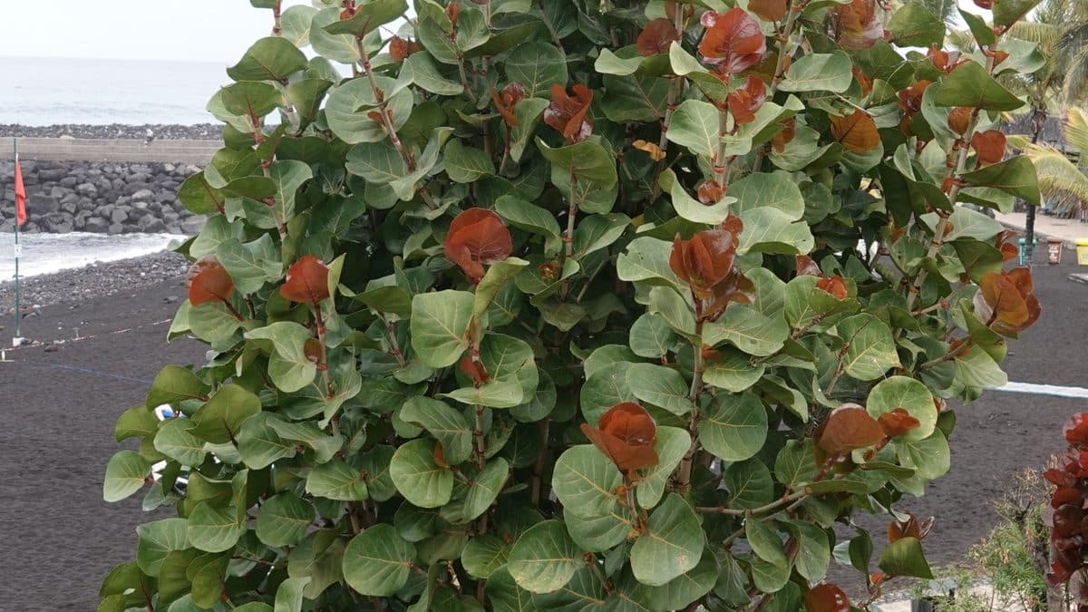 A sea grape shrub with round green and red leaves by the shore