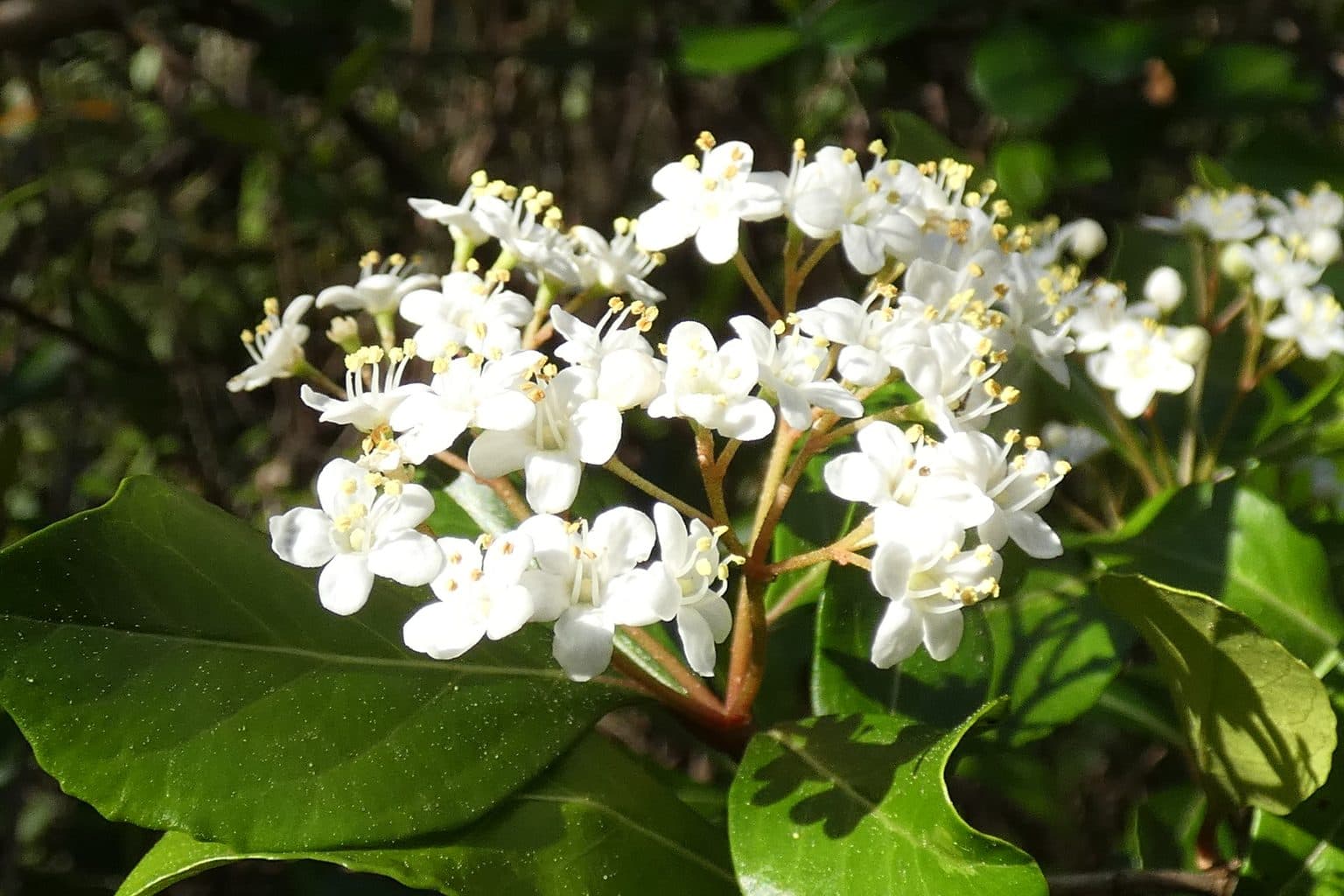White Walter's viburnum flower clusters among glossy leaves