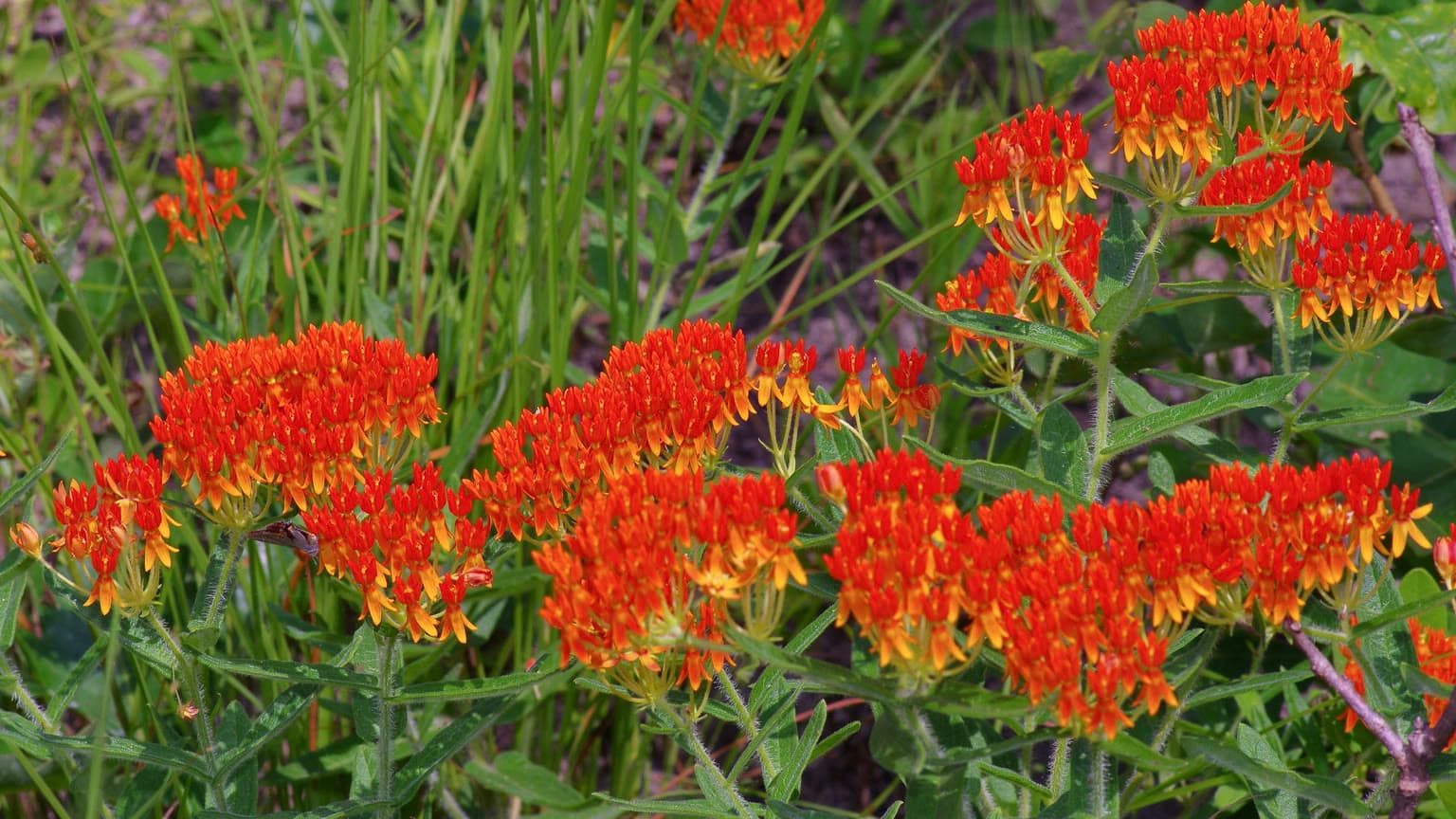 Butterfly weed with flat clusters of bright orange flowers on upright leafy stems
