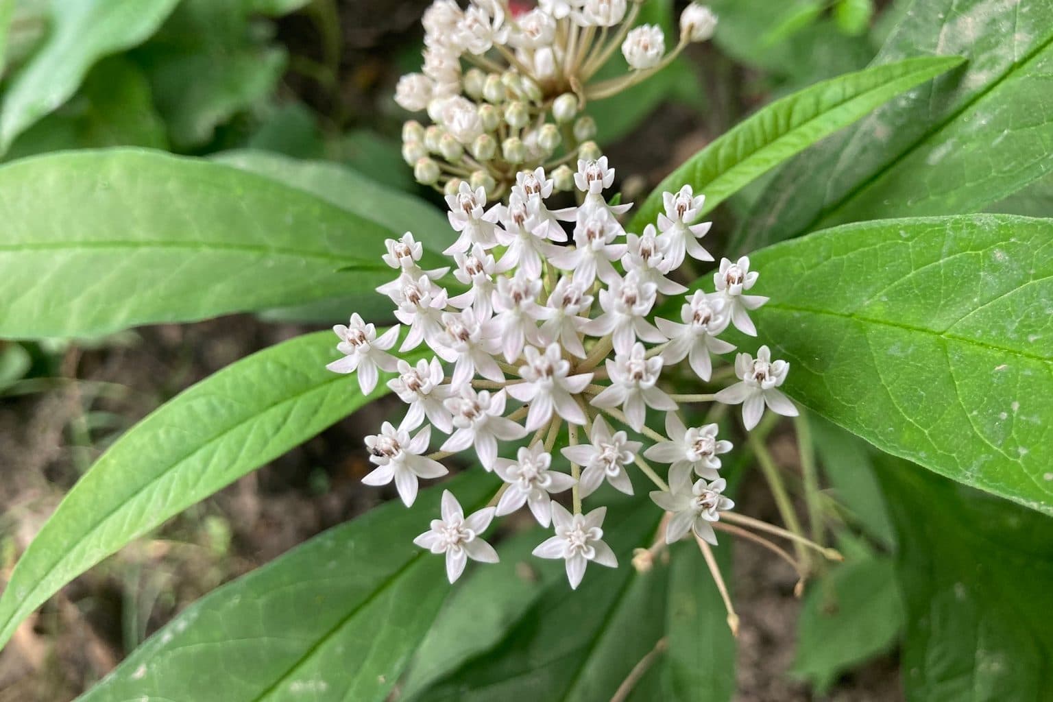 A white aquatic milkweed flower cluster