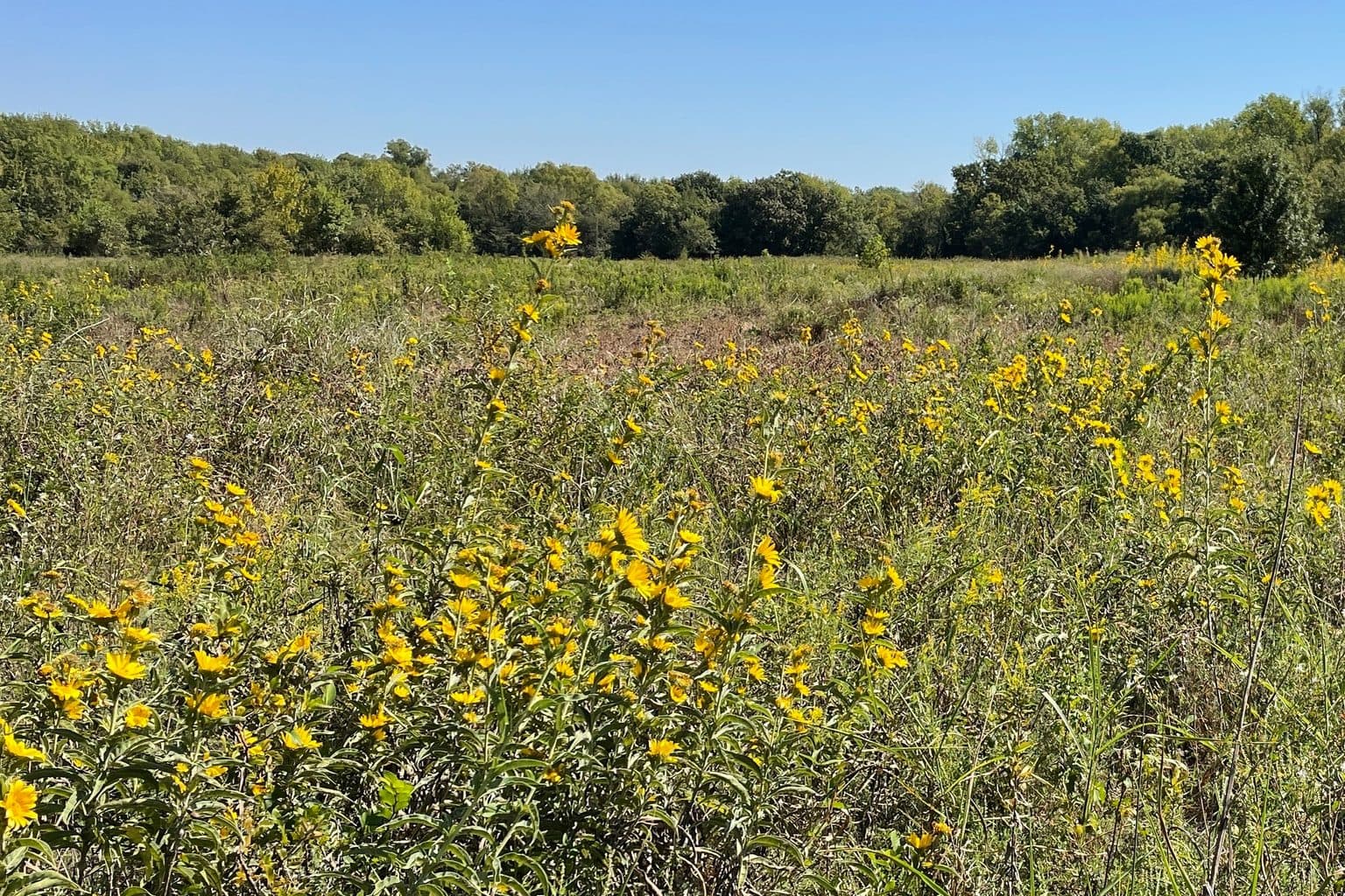 A field of yellow Maximilian sunflowers in summer