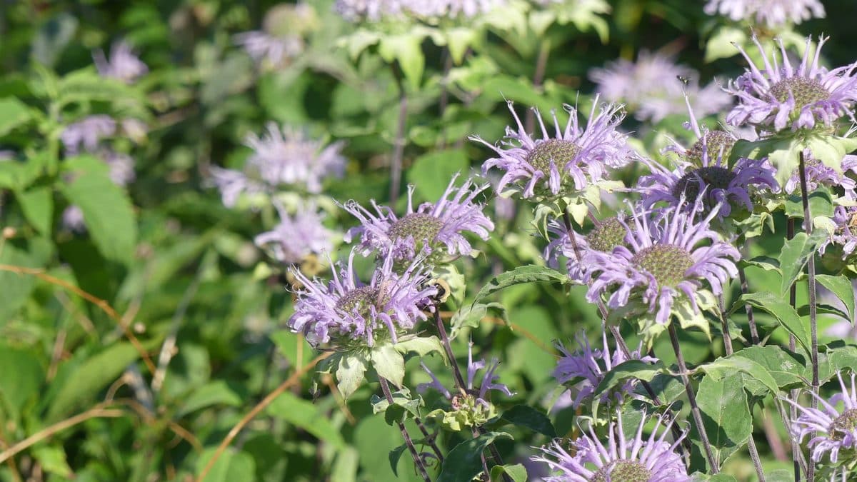A broad patch of wild bergamot in flower with ragged pale lavender blooms above green foliage