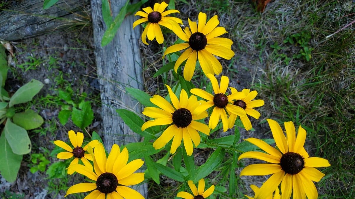 A stand of black-eyed Susans with yellow petals and dark centres growing beside a weathered wooden post