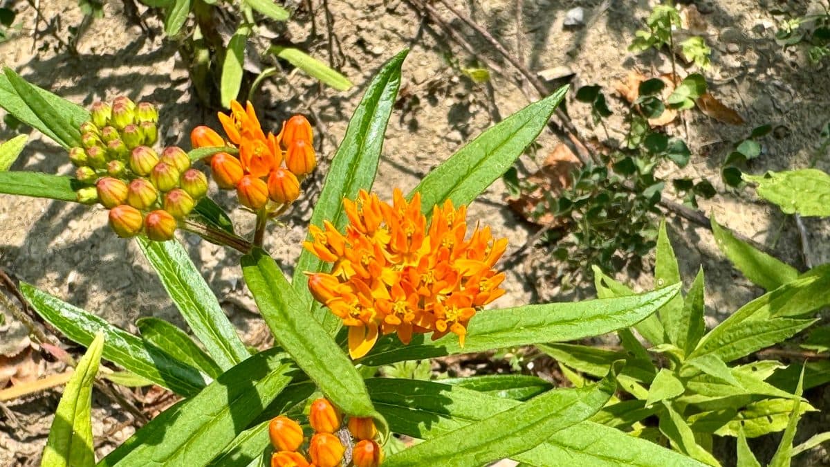 A clump of bright orange butterfly weed flowers with narrow green leaves growing in dry pale soil