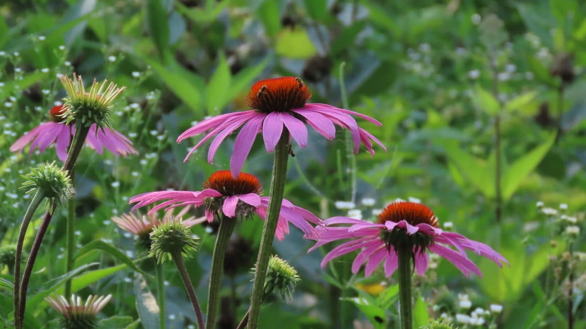 Several purple coneflowers with drooping pink petals and orange centers blooming in a green meadow