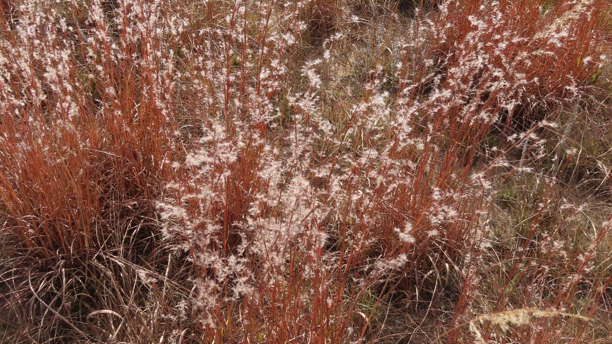 A dense stand of little bluestem grass in coppery autumn color with fluffy pale seed heads