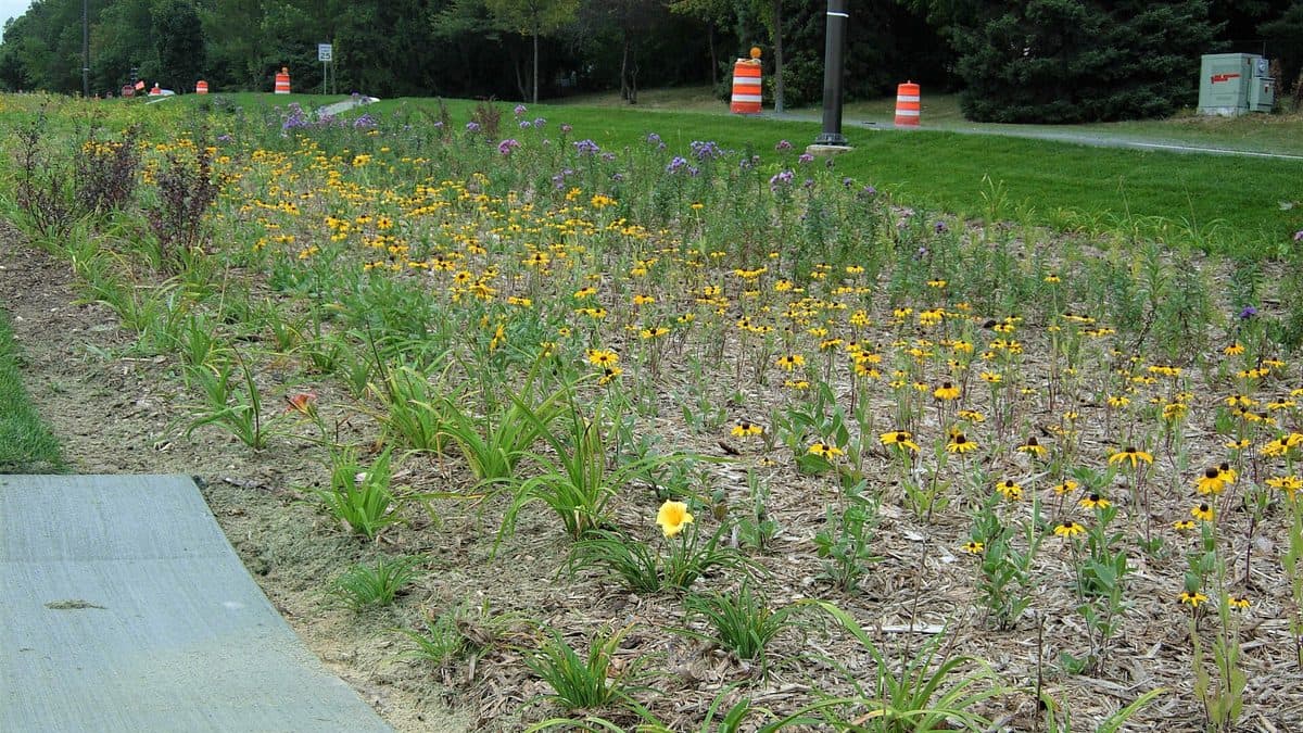 A newly planted bed of small native perennials spaced widely apart in bare brown soil