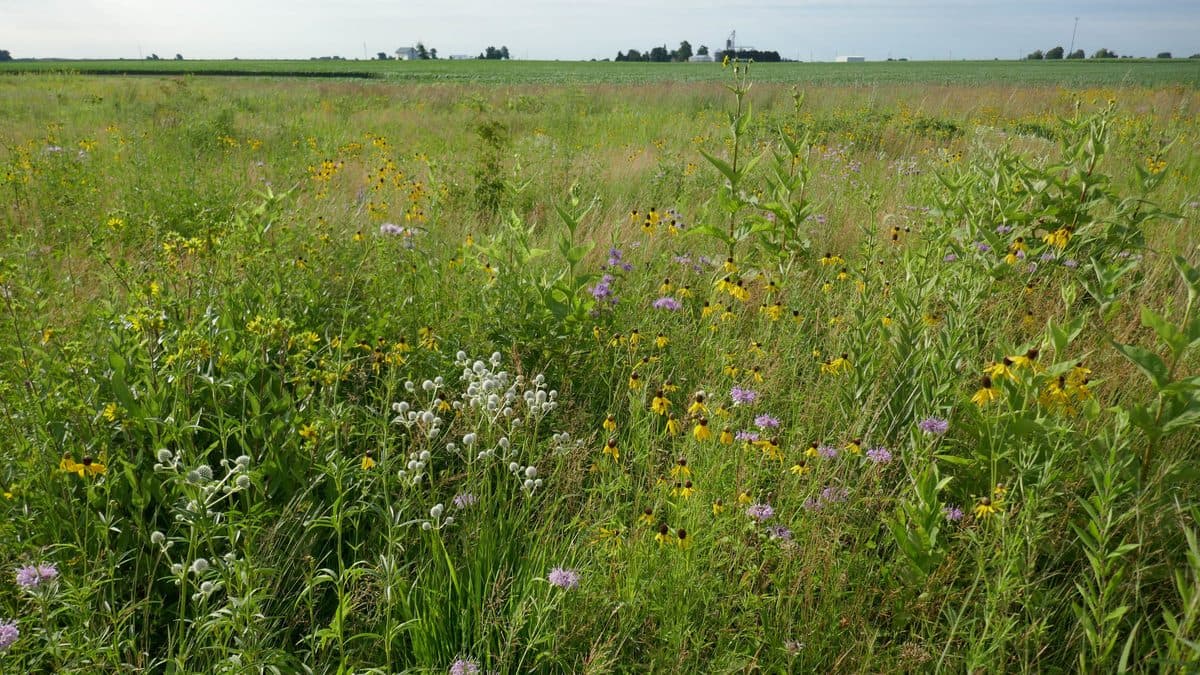 A wide flat prairie of mixed grasses and scattered pale wildflowers running to a distant treeline