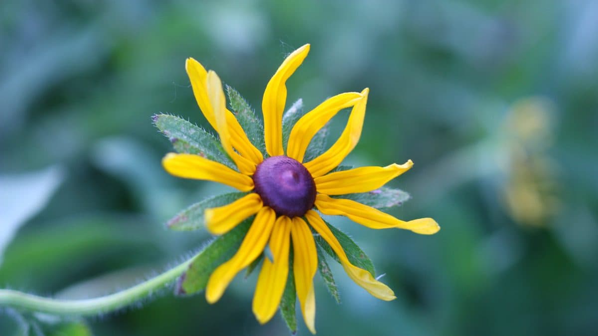 A single black-eyed Susan flower with bright yellow petals and a dark purple-brown centre