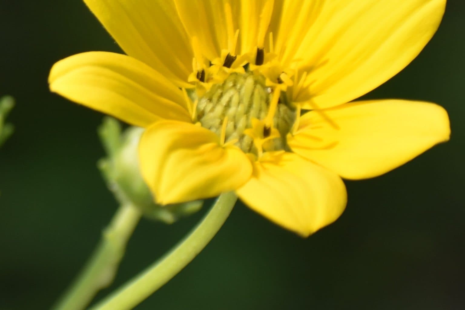 A single yellow Engelmann daisy flower