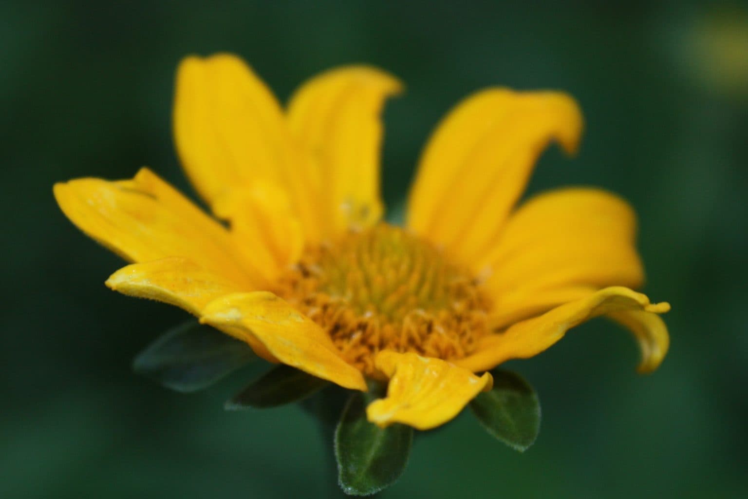 A yellow oxeye sunflower bloom