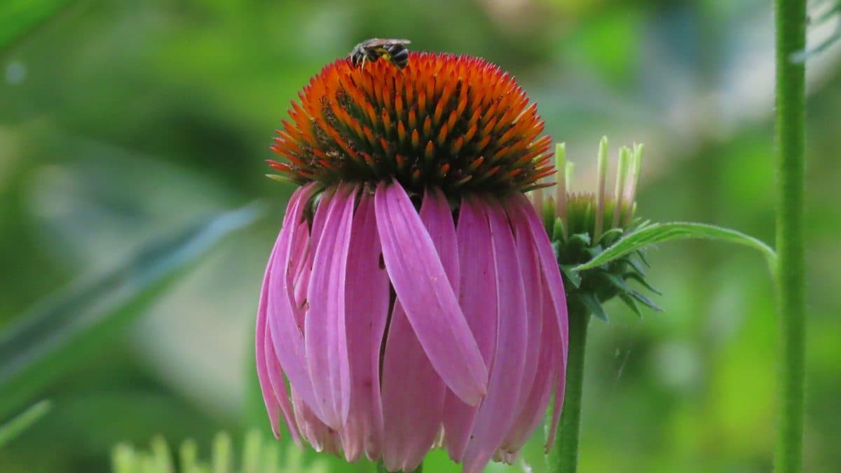 A purple coneflower with drooping pink petals and a bee on its cone