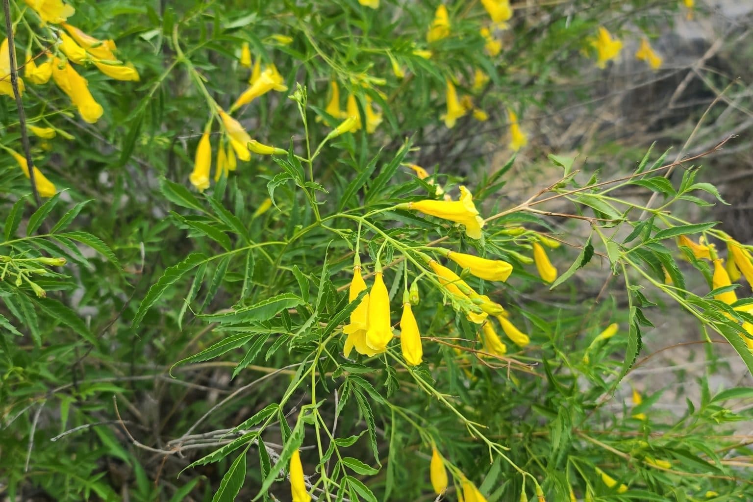 Yellow bells shrub covered in yellow trumpet flowers