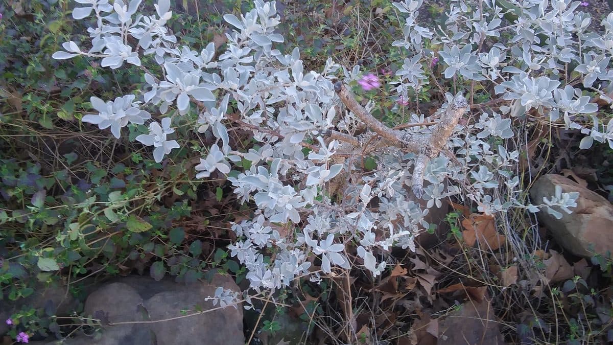 Cenizo shrub with silvery leaves and purple flowers