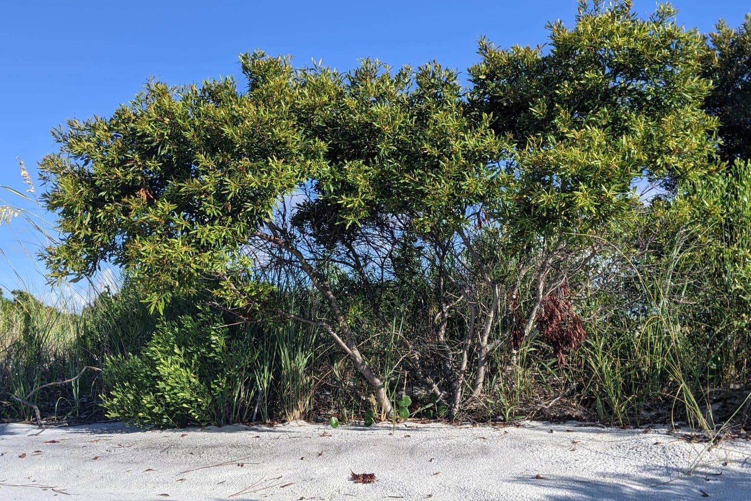 A large wax myrtle shrub against a blue sky