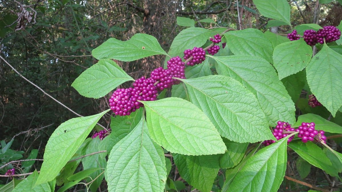 Clusters of bright purple beautyberry fruit along a stem between large green leaves