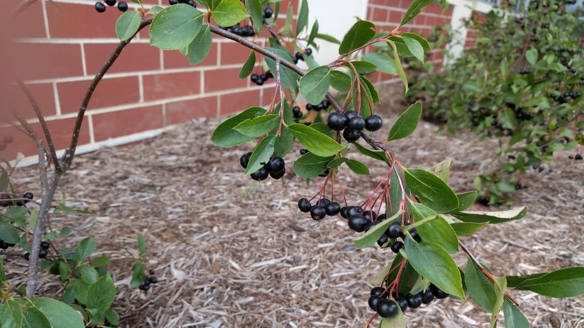 Clusters of black chokeberry fruit on a small shrub in a mulched bed beside a brick wall