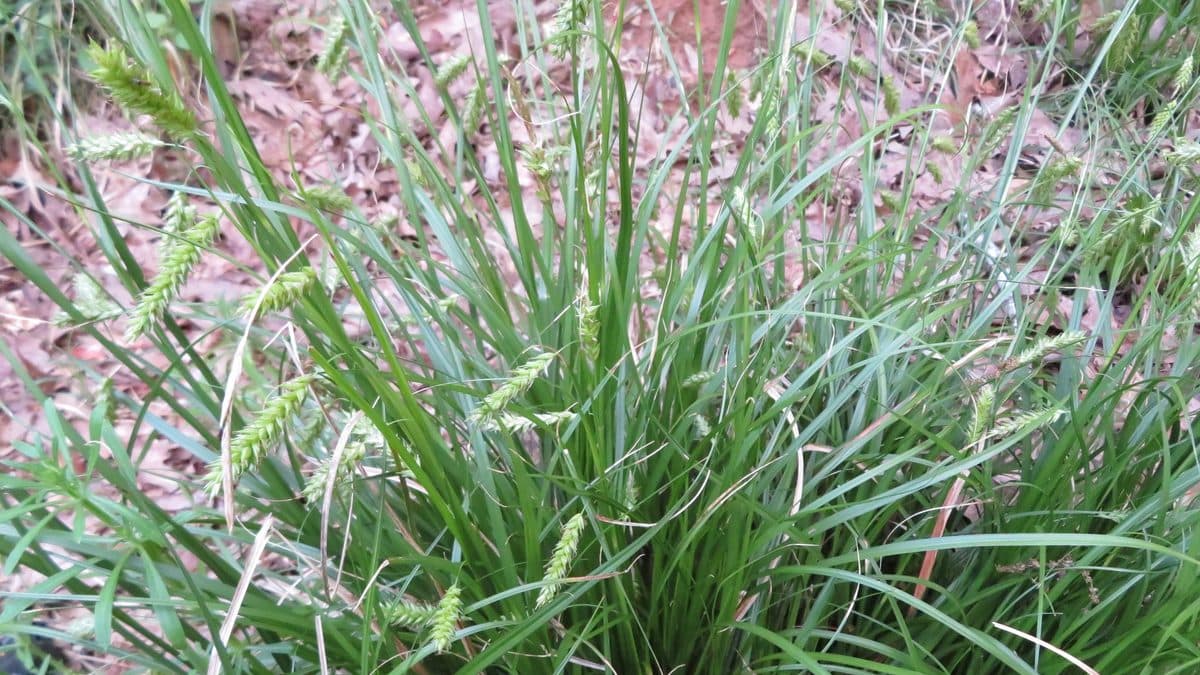 A clump of fine green Cherokee sedge leaves with pale seed heads on a woodland floor