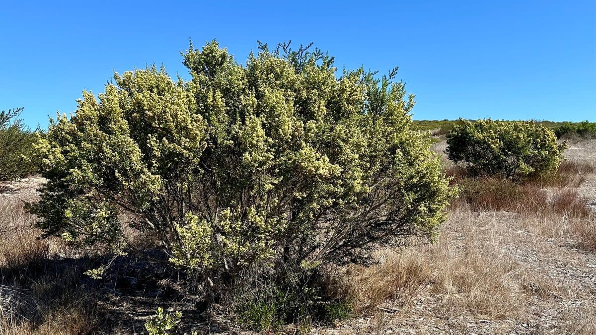 A rounded evergreen coyote brush shrub under a blue sky