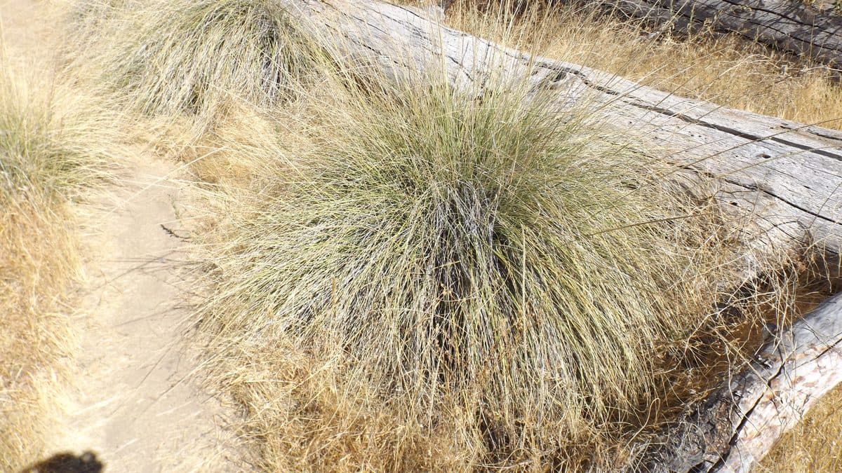 A fountain-shaped clump of fine deergrass leaves beside a fallen log