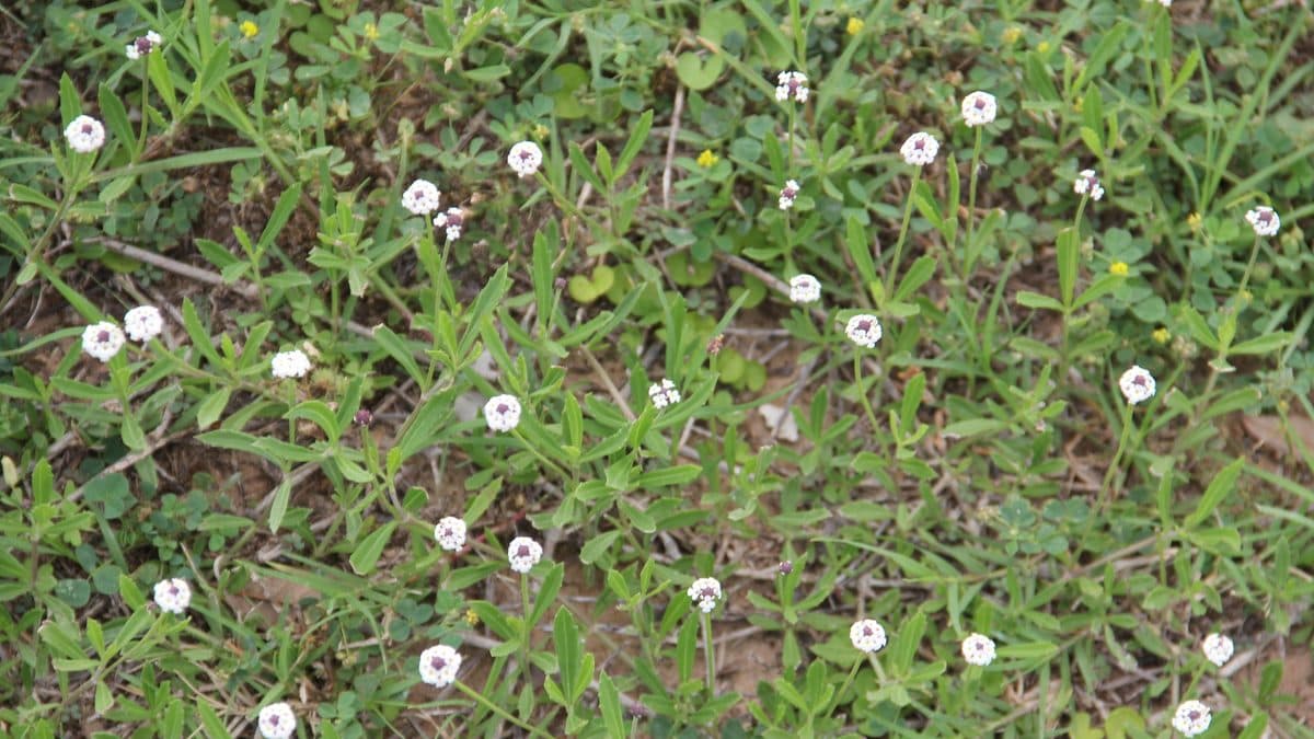 A low mat of frogfruit dotted with small white flowers