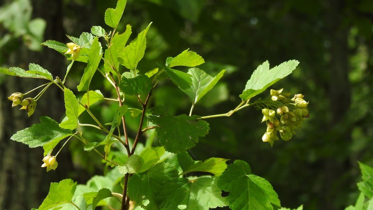 Lobed green ninebark leaves and spent flower clusters on an arching branch