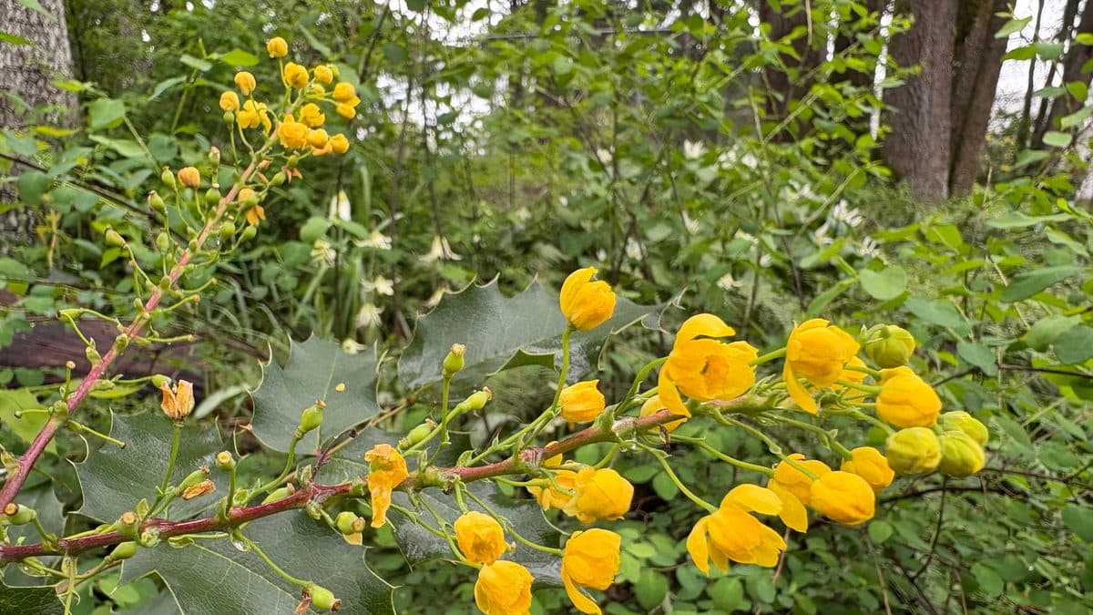 Yellow Oregon grape flower clusters above glossy holly-like leaves