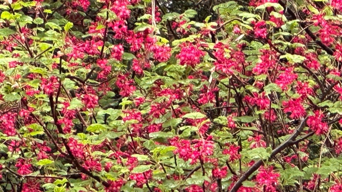 A red-flowering currant shrub covered in pink-red flower clusters