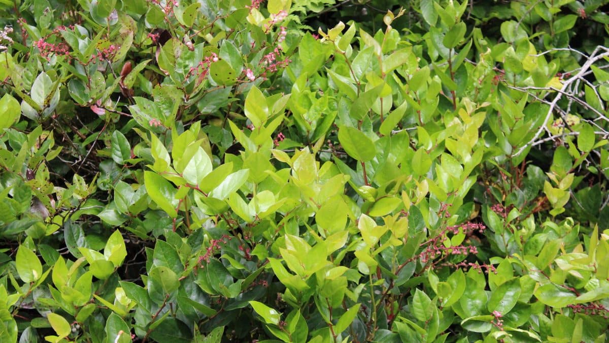 A dense mass of glossy green salal leaves
