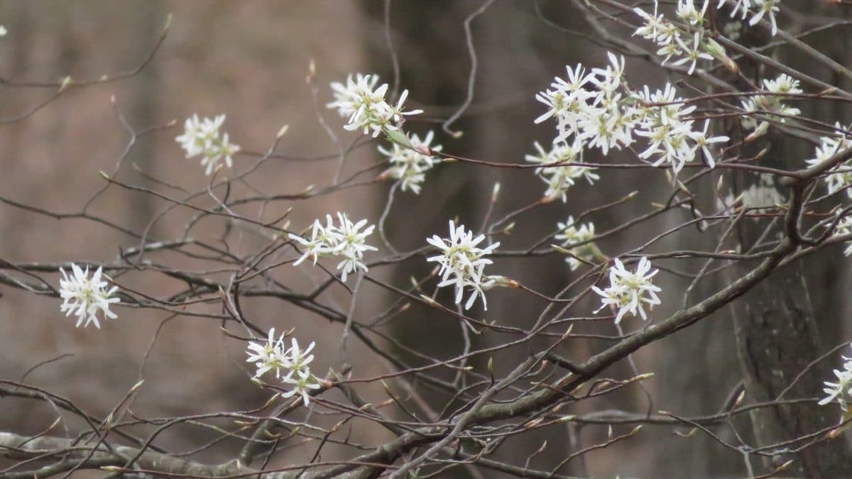 White star-shaped serviceberry flowers on bare branches in a leafless woodland