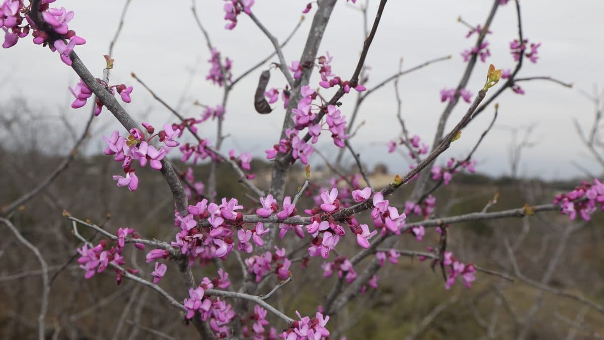 Pink Texas redbud flowers on bare branches with a grassy field behind