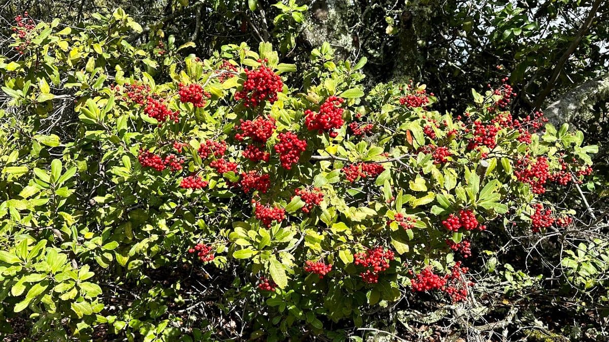 A toyon shrub covered in clusters of red berries