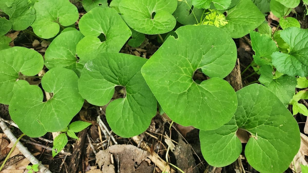 Overlapping heart-shaped wild ginger leaves forming a low mat