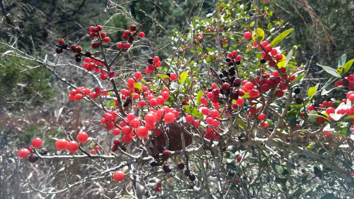 A yaupon holly branch heavy with bright red berries among small evergreen leaves